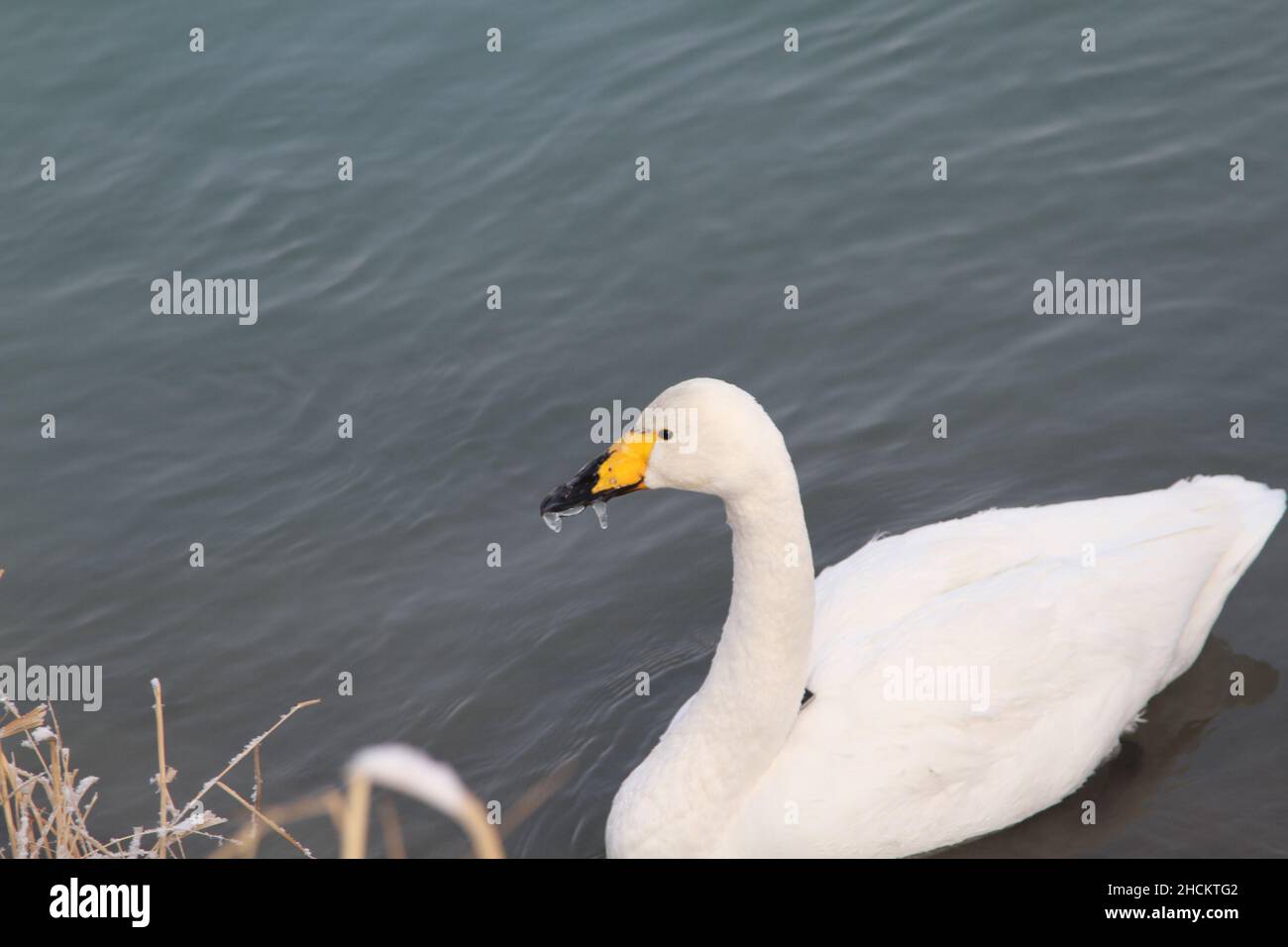 BOLE, CHINE - le 29 DÉCEMBRE 2021 - Le bec d'un cygne est gelé dans un parc de la ville de Bole, province de Xinjiang, Chine, le 29 décembre 2021. Banque D'Images