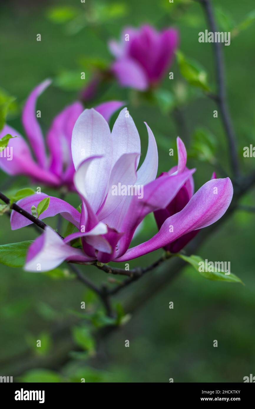 Fleur douce couleur mauve magnolia dans le jardin de printemps sur fond vert Banque D'Images