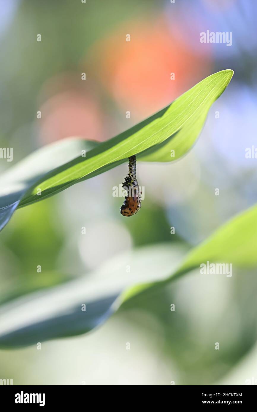 Chrysomela populi, connue sous le nom de coléoptère de feuilles de peuplier, larve se transformant en pupe dans un processus appelé la marilation Banque D'Images