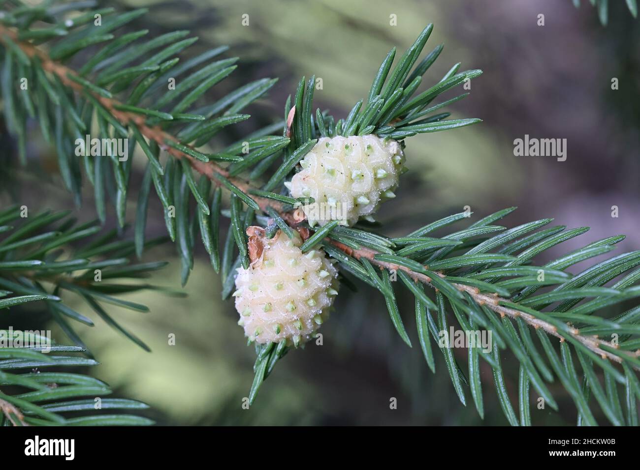 Adelges laricis, connu sous le nom de Galle adelgid d'épinette pâle, parasite végétal formant des galettes sur l'épinette européenne, Picea abies Banque D'Images