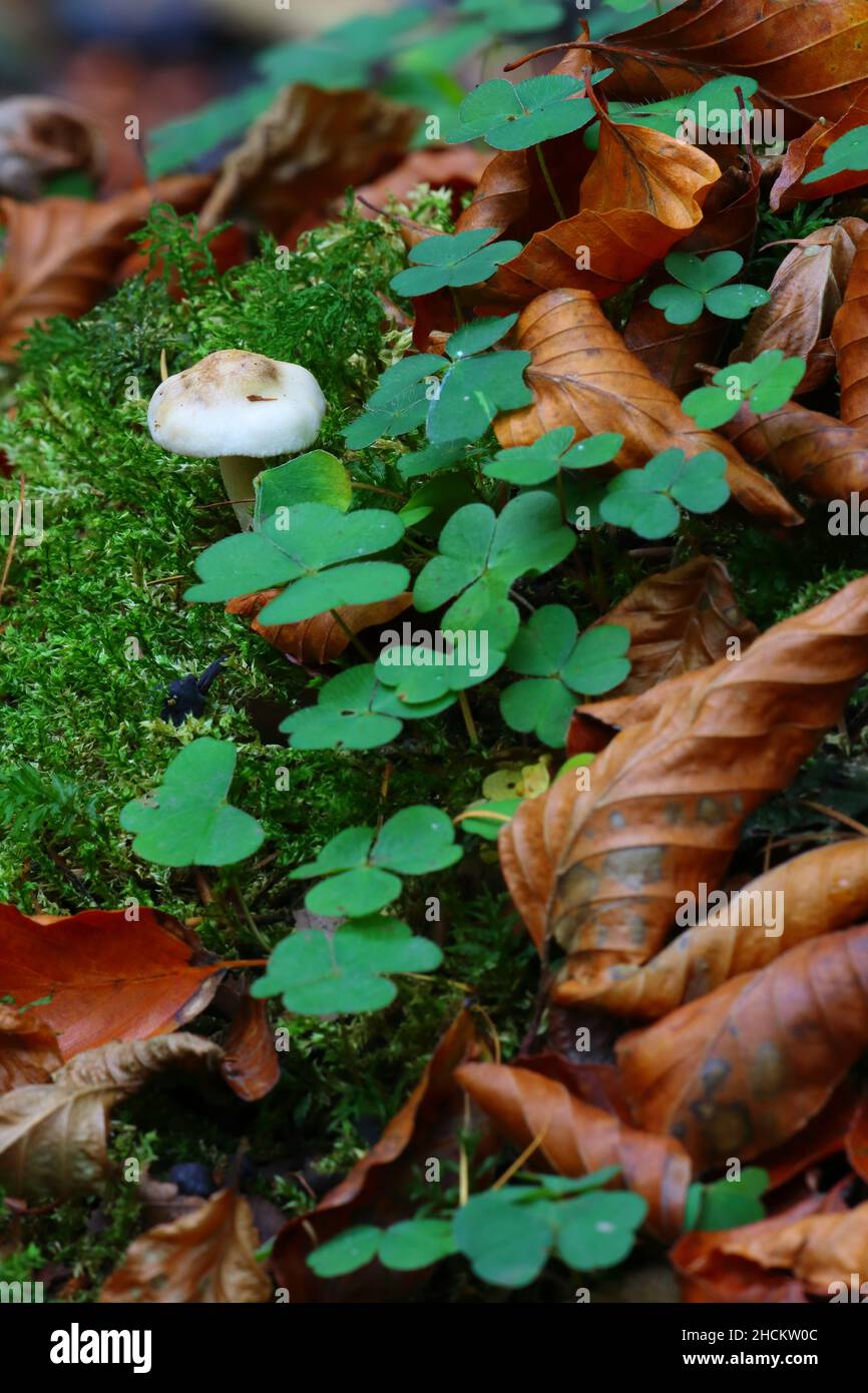 Champignons poussant à côté de Mountain Wood Sorrel, Hamserley Forest, comté de Durham, Angleterre, Royaume-Uni. Banque D'Images