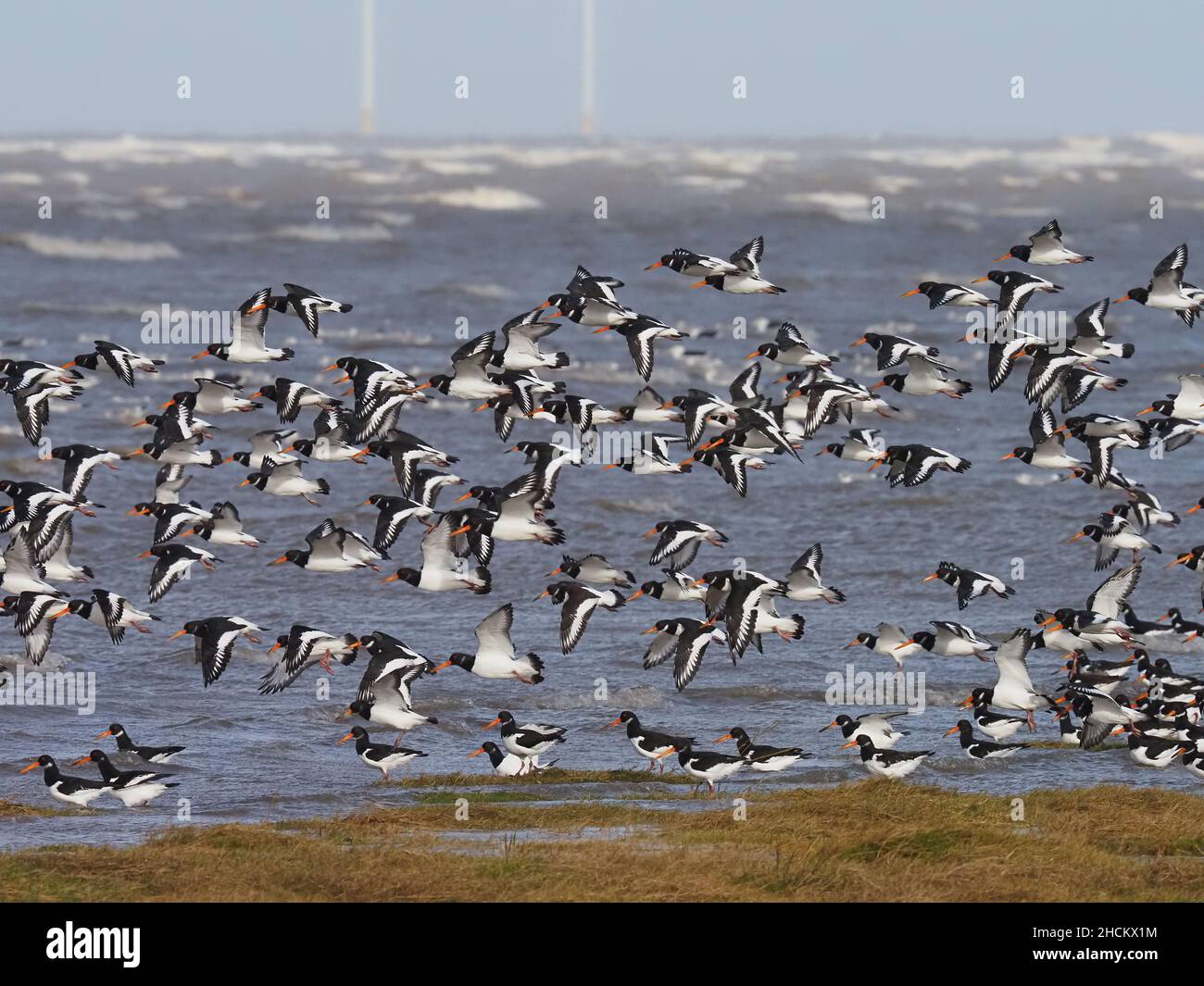 Les éleveurs d'huîtres perdent leur aire d'alimentation sur les plus hautes marées des estuaires de Mersey et de Dee, et doivent trouver des sites de roosting jusqu'à ce que la marée diminue. Banque D'Images