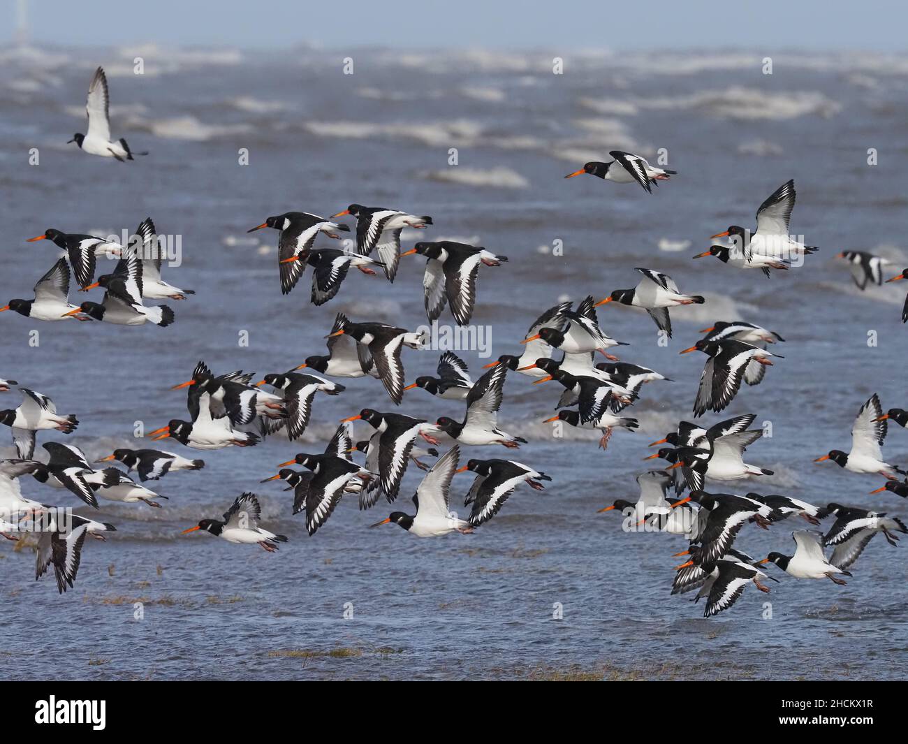 Les éleveurs d'huîtres perdent leur aire d'alimentation sur les plus hautes marées des estuaires de Mersey et de Dee, et doivent trouver des sites de roosting jusqu'à ce que la marée diminue. Banque D'Images