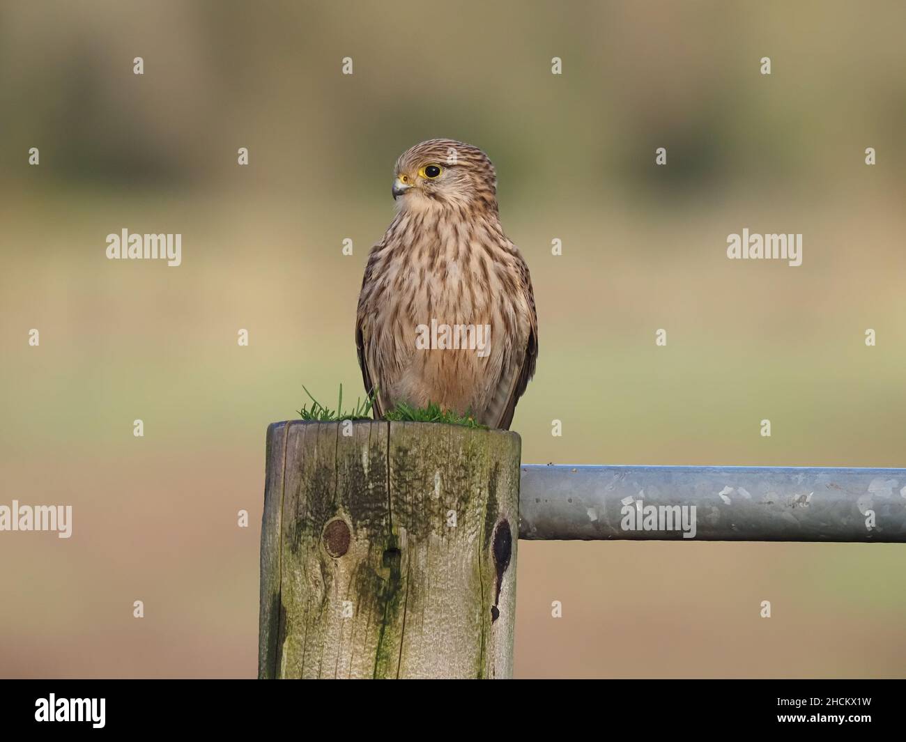 Les kestrels utilisent des poteaux, des fils ou des arbres et planent pour observer pour les petits mammifères qu'ils chassent, l'estuaire cet oiseau chasse aussi est directement derrière moi. Banque D'Images