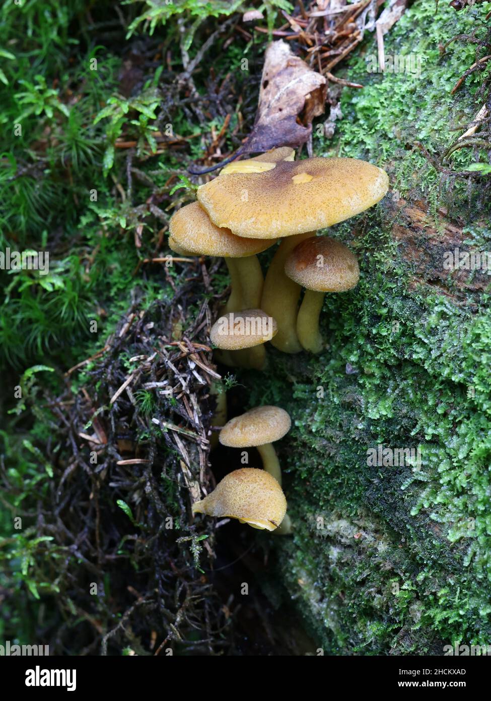 Tricholomopsis decora, connu sous le nom de Prunes et Custard, champignons sauvages de Finlande Banque D'Images