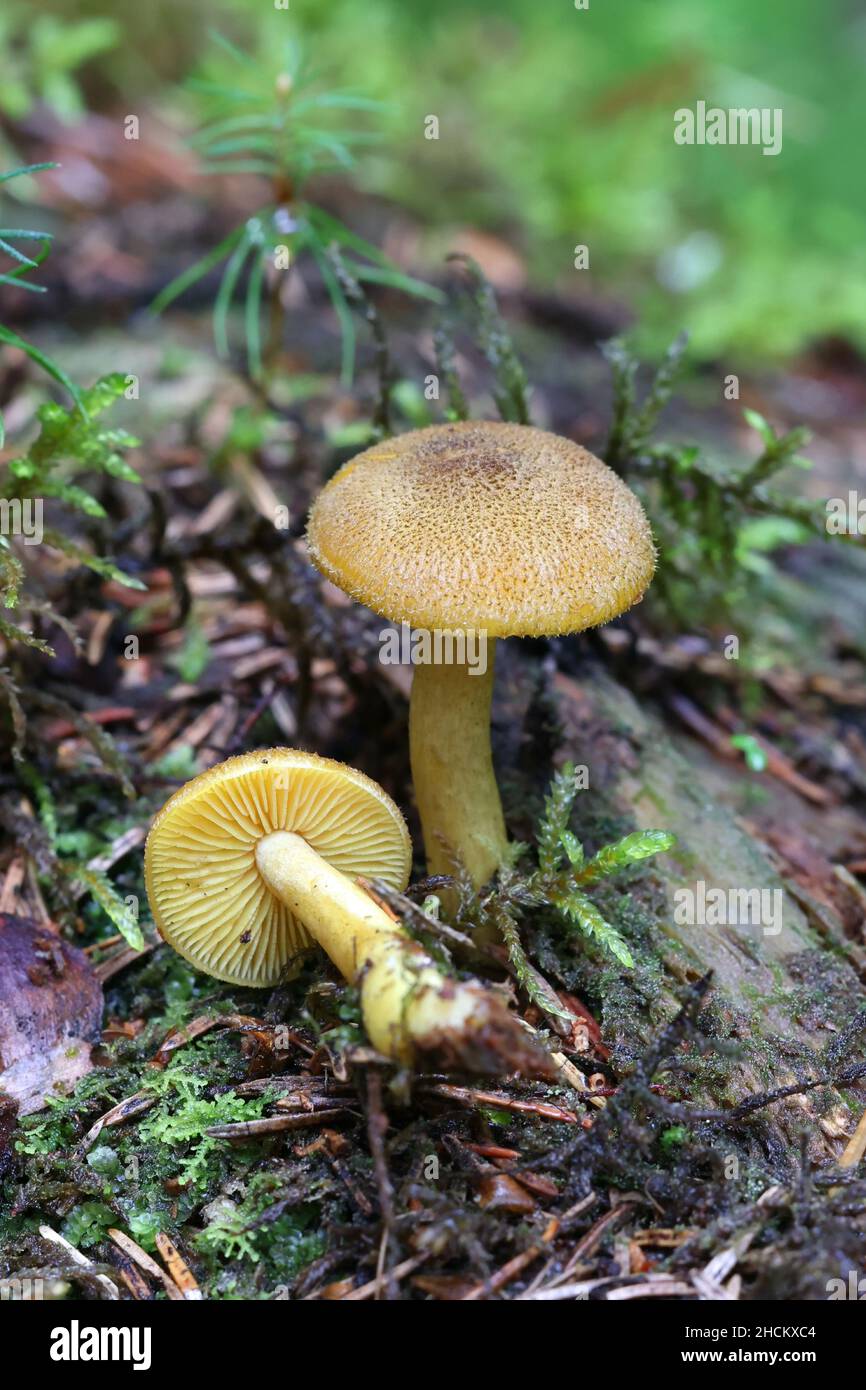 Tricholomopsis decora, connu sous le nom de Prunes et Custard, champignons sauvages de Finlande Banque D'Images