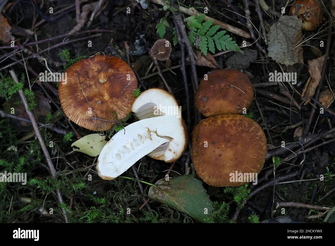 Russula foetens, connu sous le nom de Russula puant ou Brittlegill puant, de la Finlande aux champignons sauvages Banque D'Images