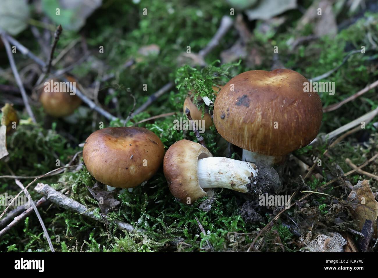 Russula foetens, connu sous le nom de Russula puant ou Brittlegill puant, de la Finlande aux champignons sauvages Banque D'Images
