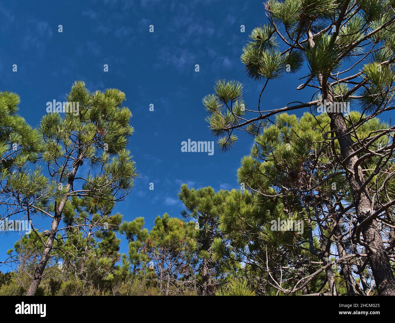 Vue à angle bas d'une forêt à Cap Roux près de Saint-Raphaël, France sur la côte méditerranéenne avec des pins maritimes (également PIN en grappes, Pinus pinaster). Banque D'Images