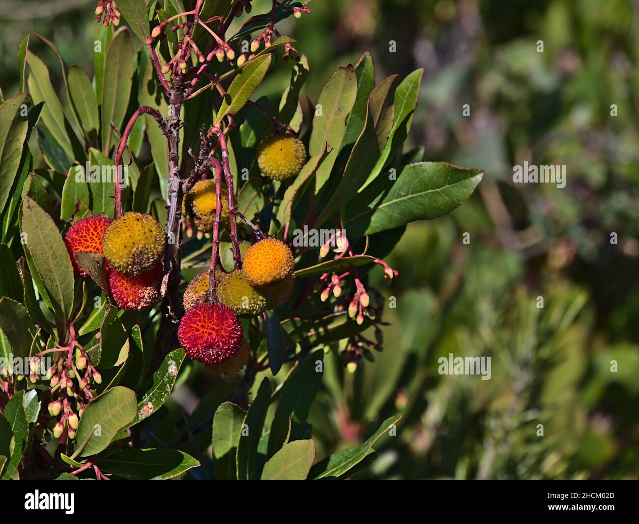 Vue rapprochée d'un fraisier (Arbutus unedo) au Cap Roux sur la côte méditerranéenne près de Saint-Raphaël, Côte d'Azur, France avec fruits. Banque D'Images