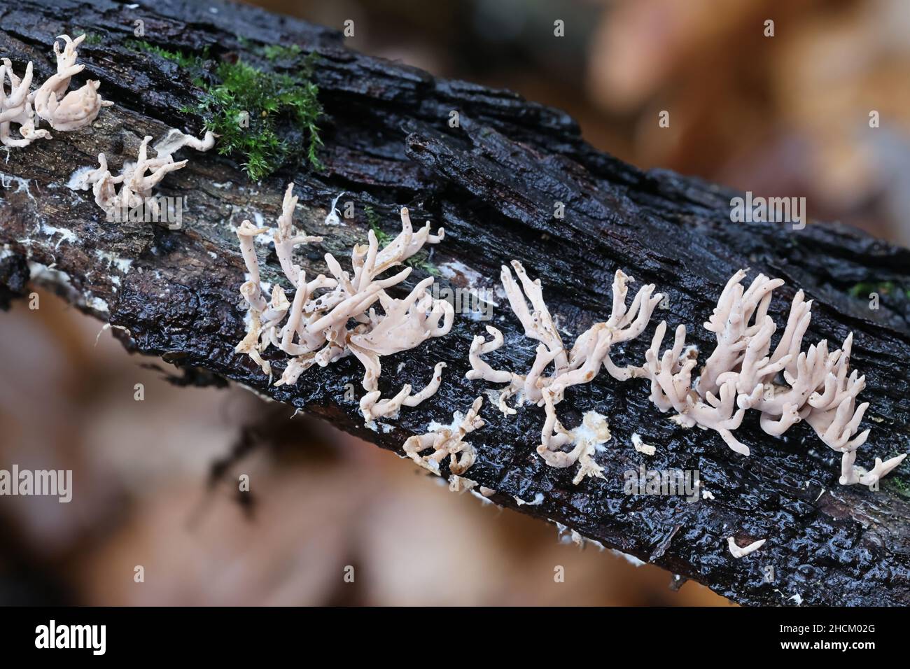 Lentaria byssiseda, un champignon de corail finlandais qui pousse sur le tronc de chêne, pas de nom anglais commun Banque D'Images Lentaria byssiseda, un champignon de corail finlandais qui pousse sur le tronc de chêne, pas de nom anglais commun Banque D'Images