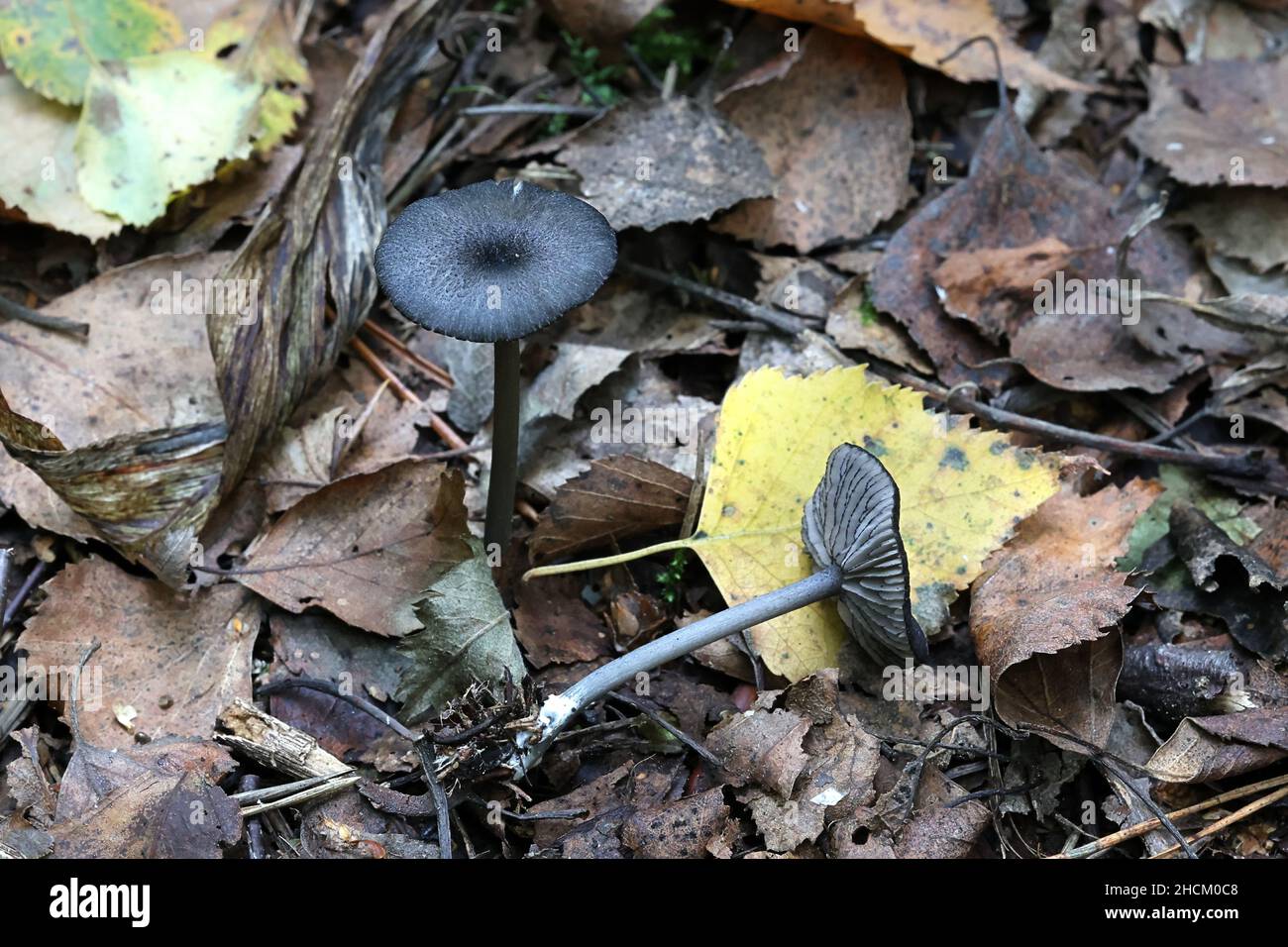 Entoloma serrulatum, également appelé Leptonia serrulata, communément appelé Blue Edge Pinkgill, champignon sauvage de Finlande Banque D'Images