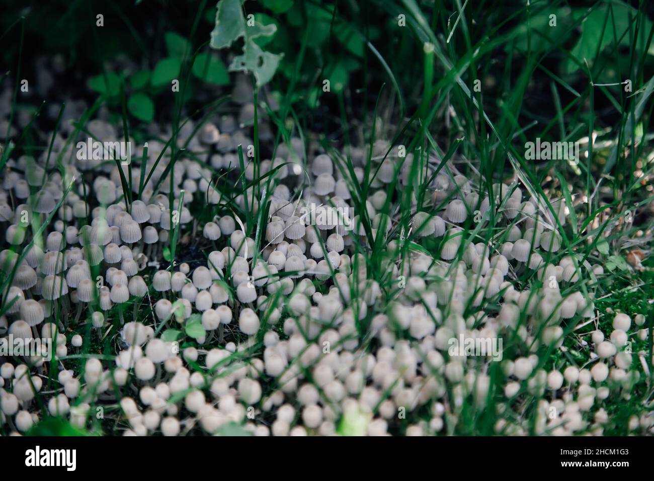 Grande quantité de petits champignons gris-blancs qui poussent parmi l'herbe couverte d'ombre provenant des plantes voisines pendant la journée en été.Cadeaux de la nature.La vie dans Banque D'Images
