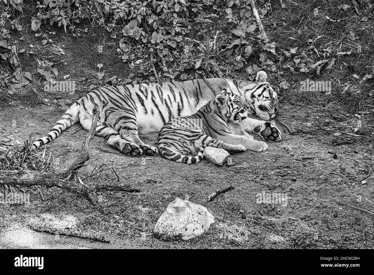 Mère tigre de Sibérie avec son cub, en noir et blanc, couché sur un pré. Puissant chat prédateur.Le plus grand chat au monde et menacé Banque D'Images
