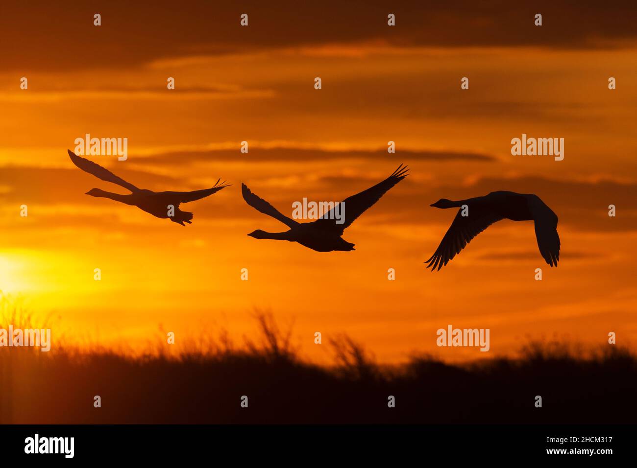 Whooper Swans (Cygnus cygnus) en vol, Caerlaverock WWT, Dumfries & Galloway, Écosse, Royaume-Uni Banque D'Images