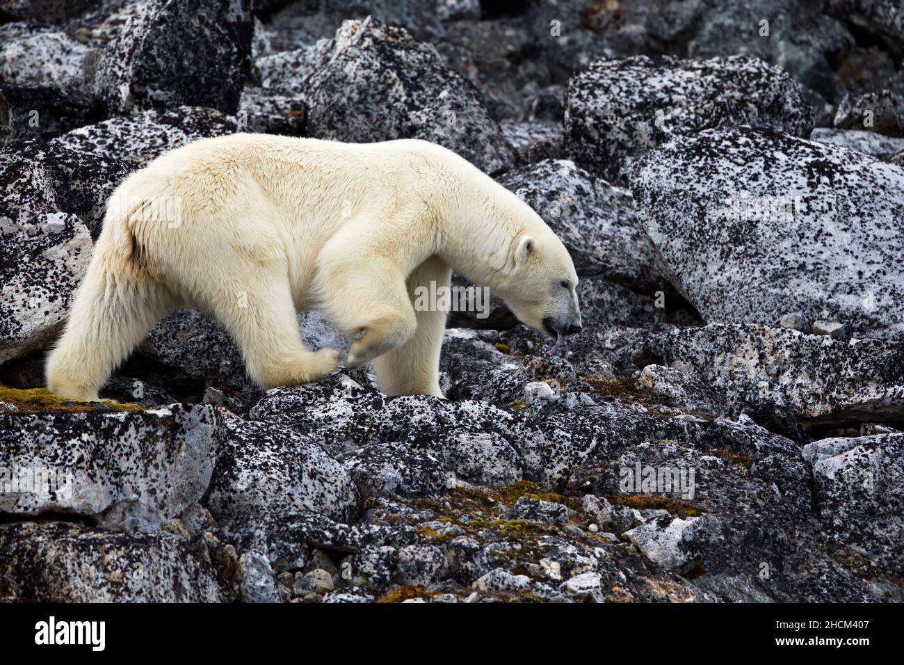 Ours polaire sur une falaise rocheuse à Svalbard, Norvège Banque D'Images