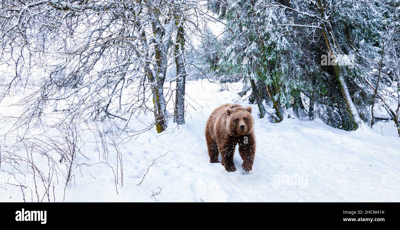 Ours marchant dans la forêt enneigée. Banque D'Images