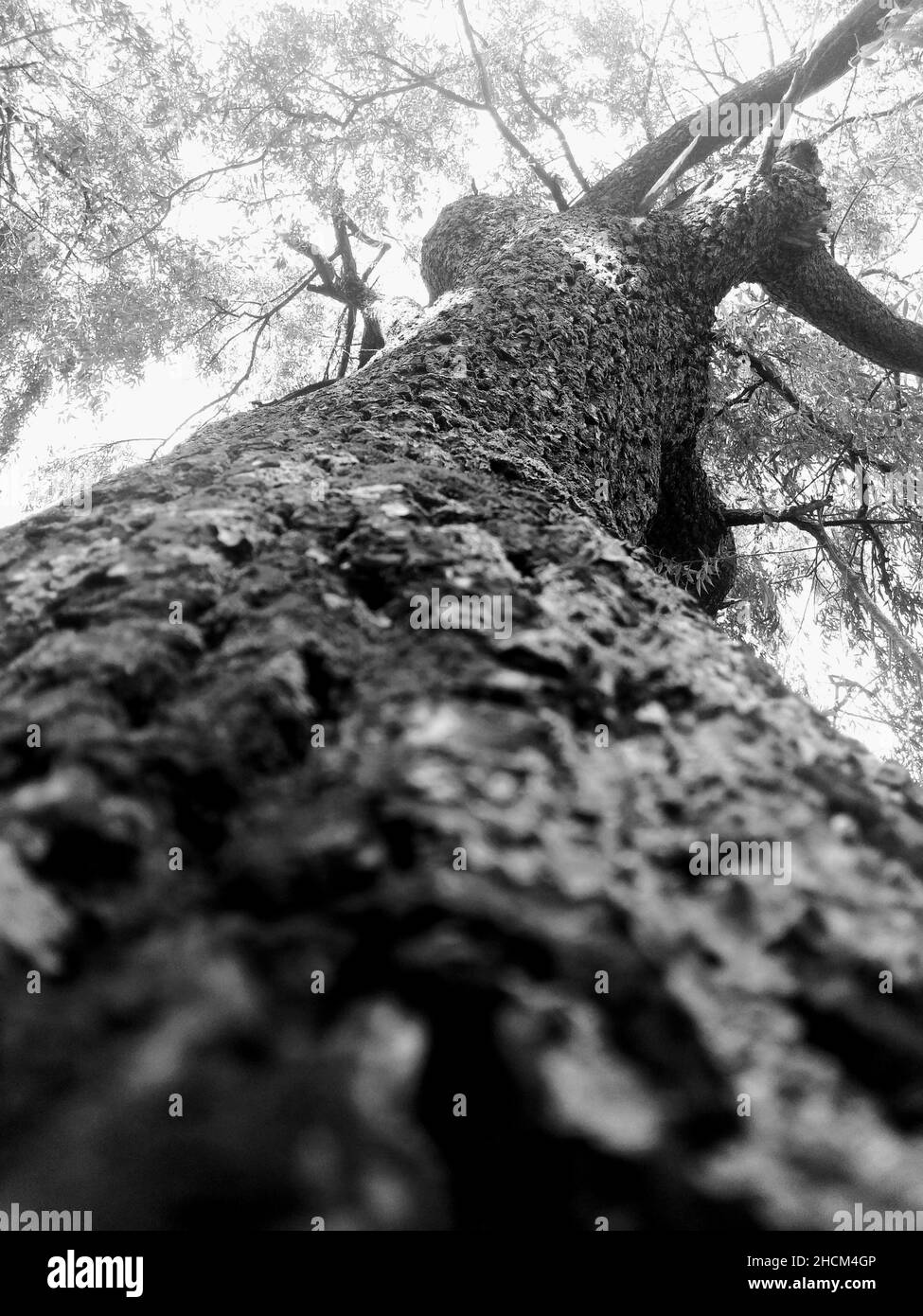Photo en niveaux de gris à angle bas d'un tronc d'arbre Banque D'Images