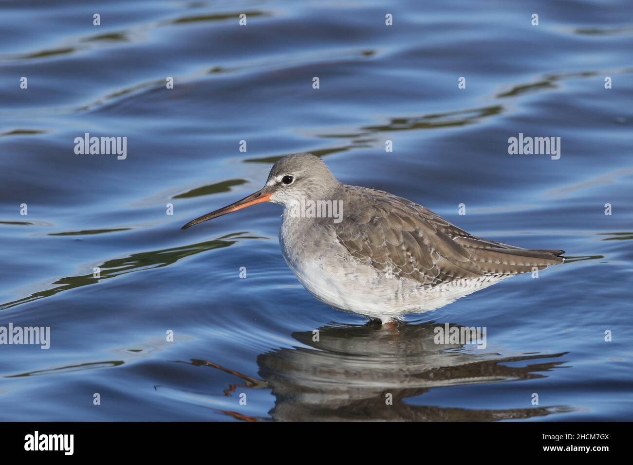 La queue rouge tachetée dans le plumage d'hiver, comme le plumage de reproduction est noir avec des jambes noires.Un curseur élégant qui utilise de l'eau plus profonde qu'un redshank. Banque D'Images