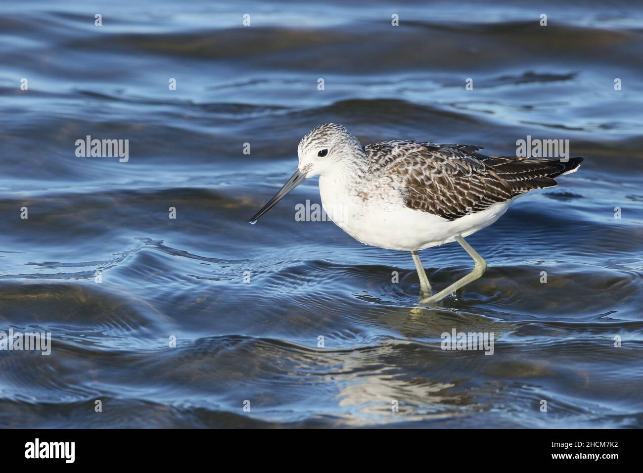 La tige de verdure était déjà en plumage non reproductrice en septembre, se nourrissant en eau peu profonde dans la réserve de la RSPB à Leighton Moss. Banque D'Images