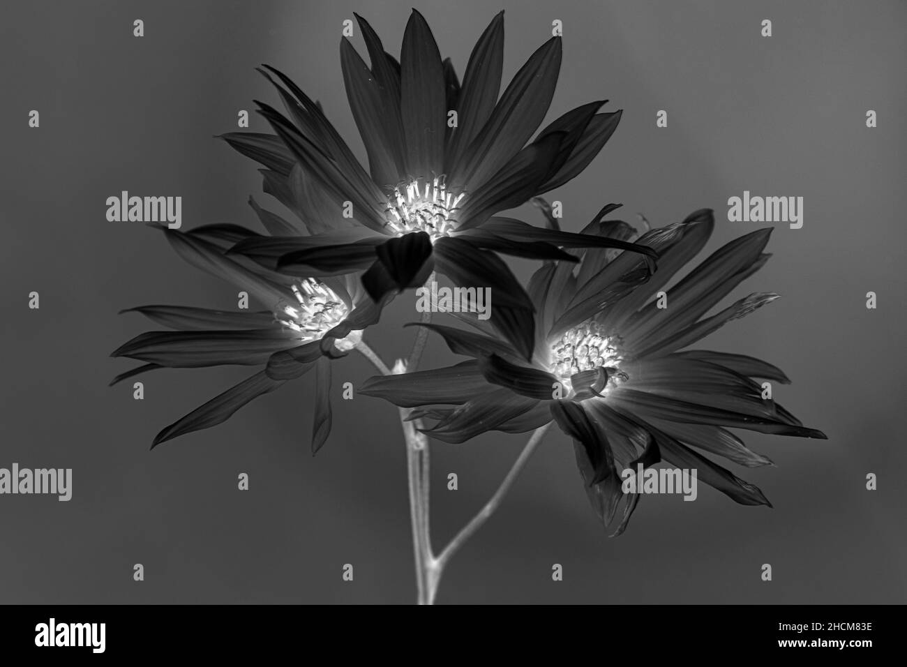 Fleurs noires et blanches Banque D'Images