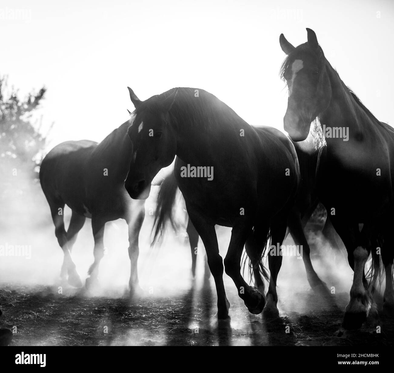 Photo en niveaux de gris d'un groupe de beaux chevaux bruns sur un terrain en Hongrie Banque D'Images