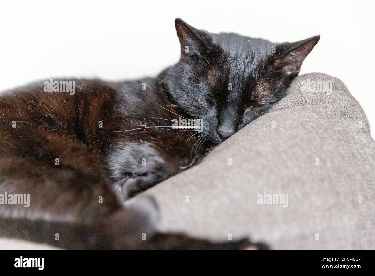 Gros plan sur un chat noir qui dormait paisiblement Banque D'Images