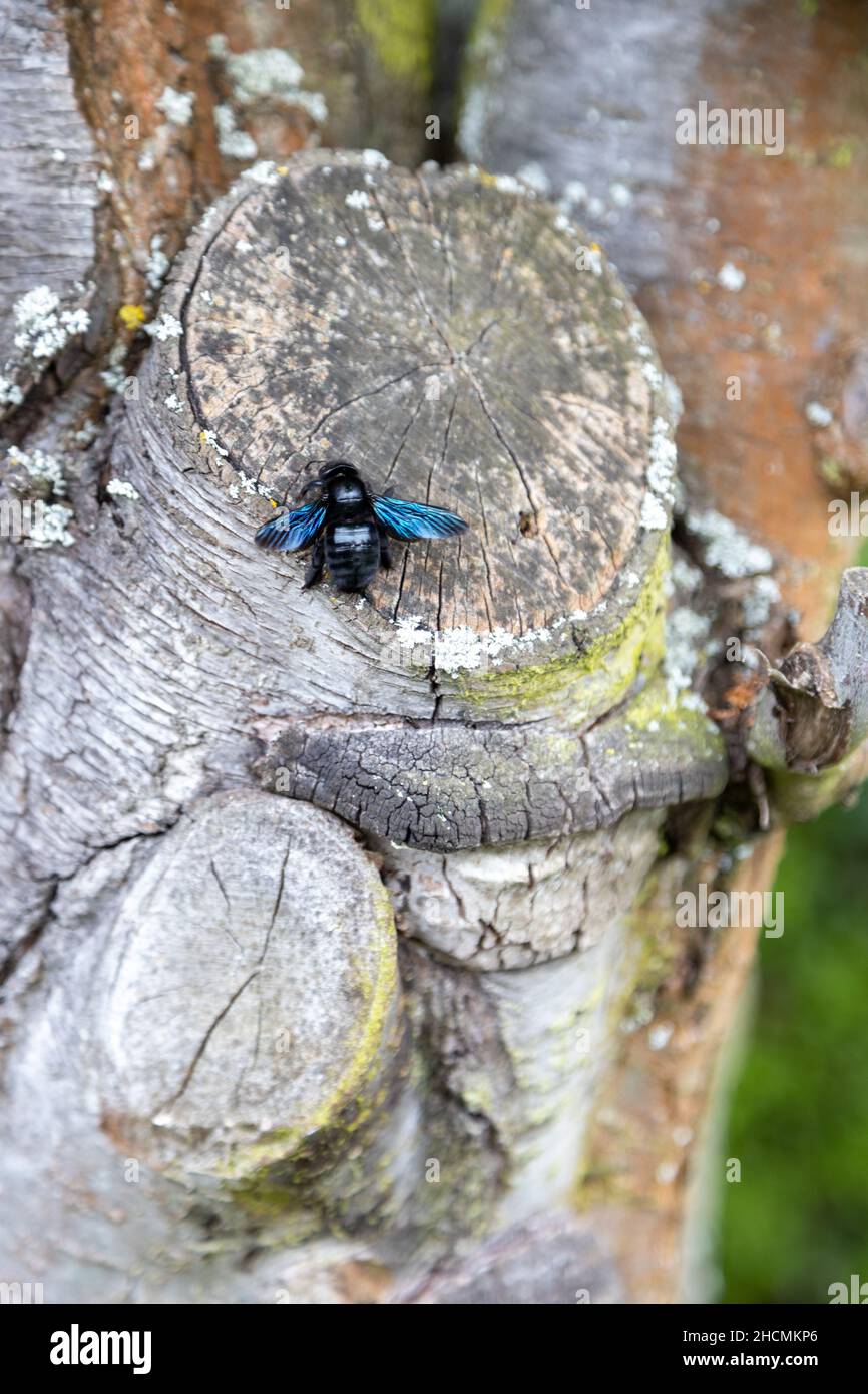 Une merveilleuse abeille en bois bleu travaille sur le tronc d'un vieux arbre. Banque D'Images