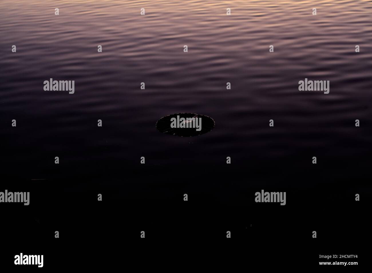 Lily pad flottant sur un lac au coucher du soleil Banque D'Images