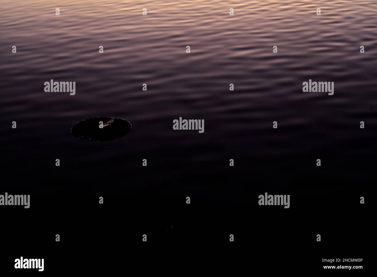 Lily pad flottant sur un lac au coucher du soleil Banque D'Images