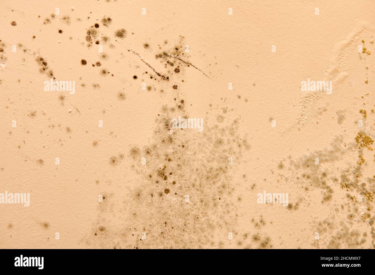 Une humidité excessive provoque la moisissure et l'écaillage des murs de peinture, comme des fuites d'eau de pluie. Banque D'Images