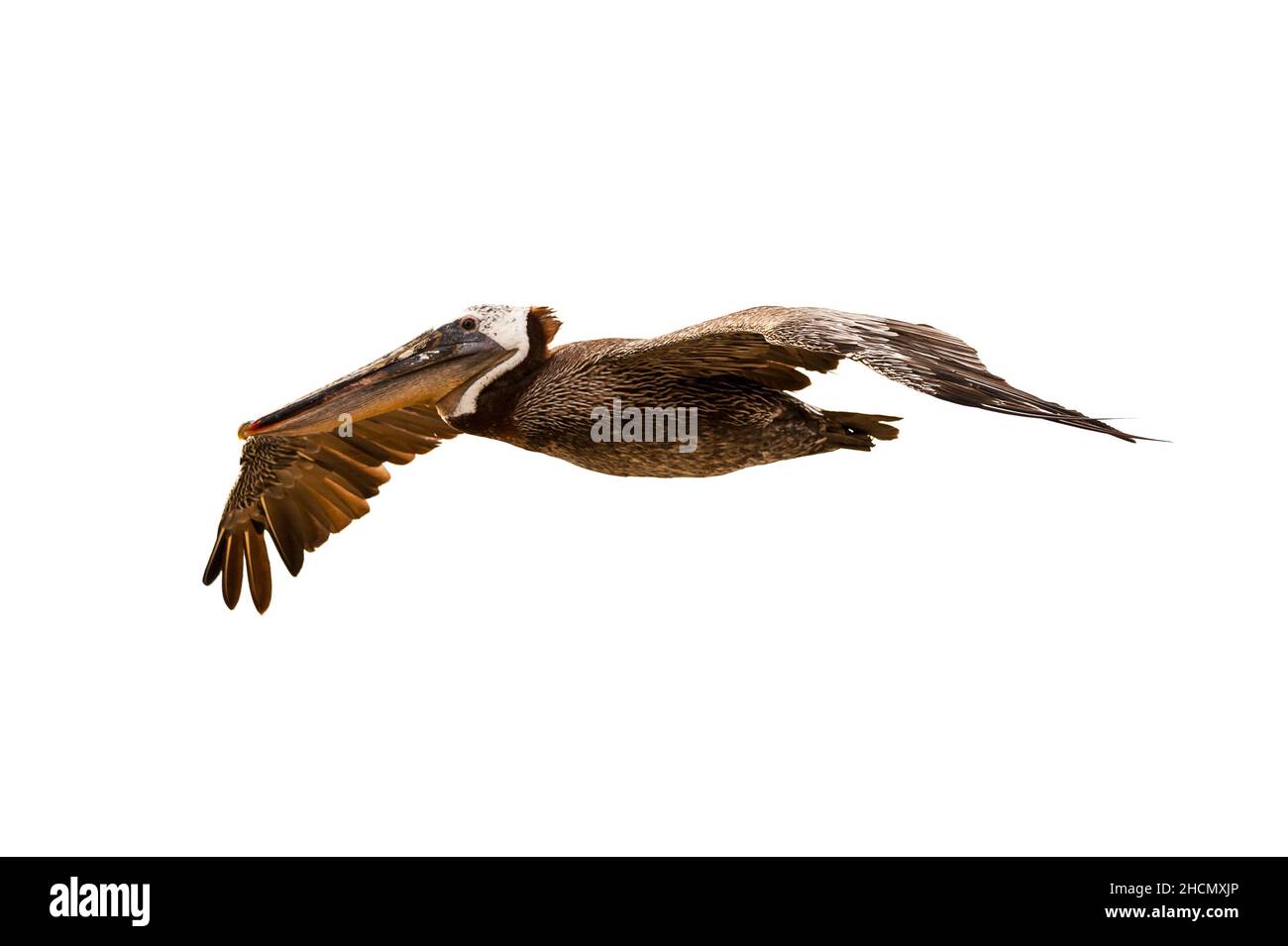 Grand pélican brun californien volant seul. Banque D'Images