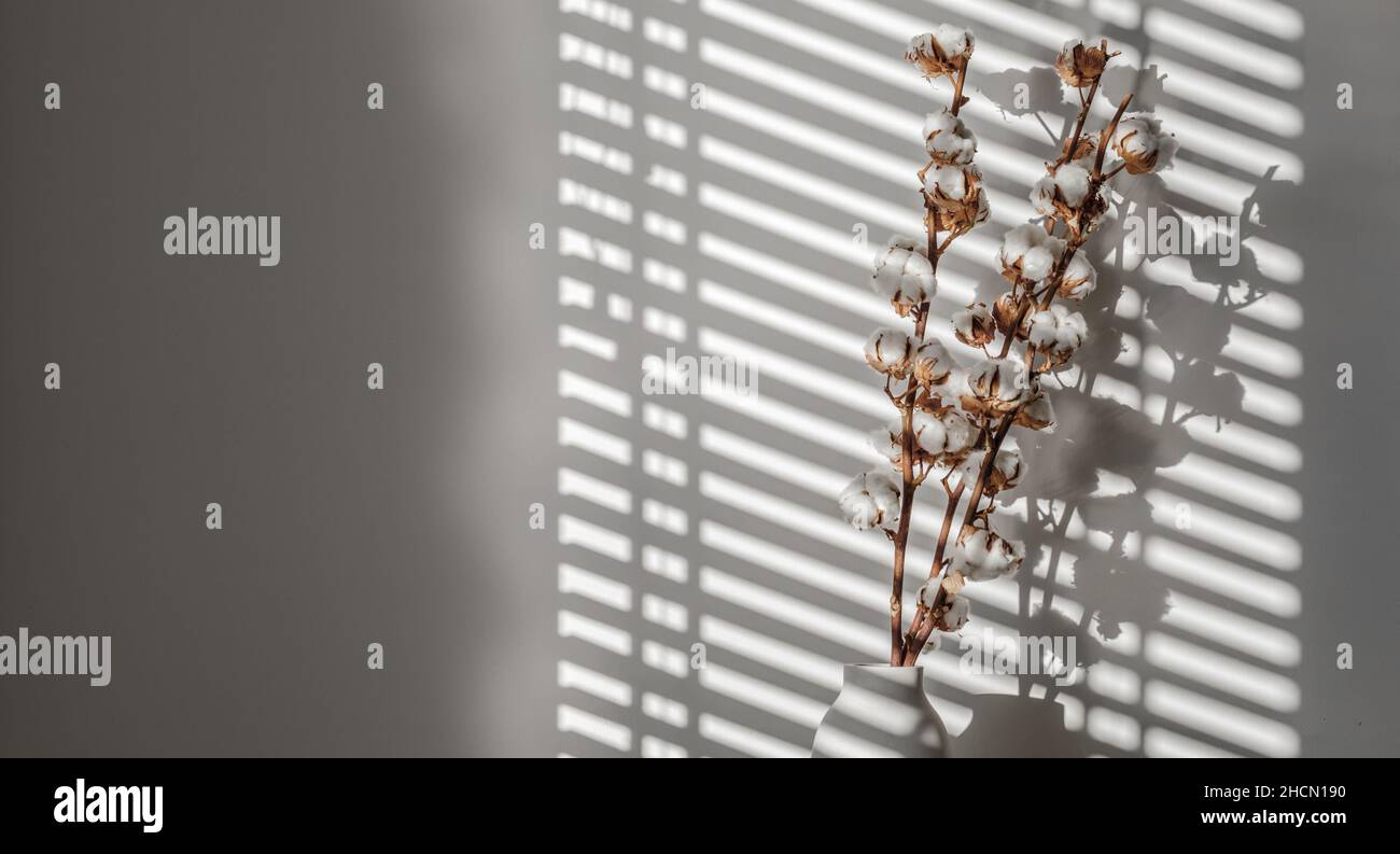 Branches de coton naturel dans un vase en béton blanc.Concept de Noël ou de nouvel an.Soleil, ombre dure.Décoration florale, intérieure, nature. Banque D'Images