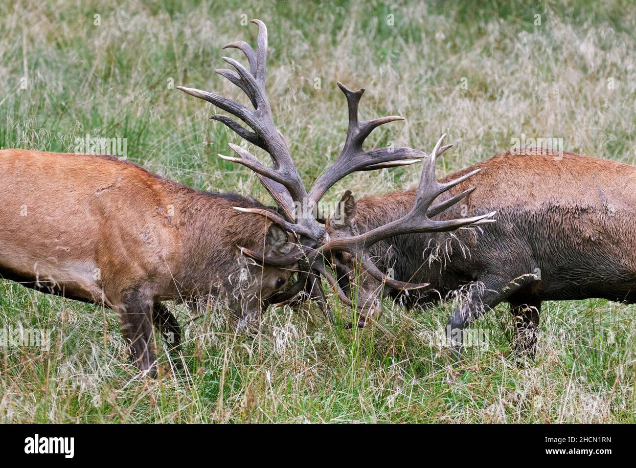 Deux cerfs rouges ruleurs (Cervus elaphus) se battent en bloquant les bois lors d'une bataille féroce dans les prairies au bord de la forêt pendant la rut en automne Banque D'Images