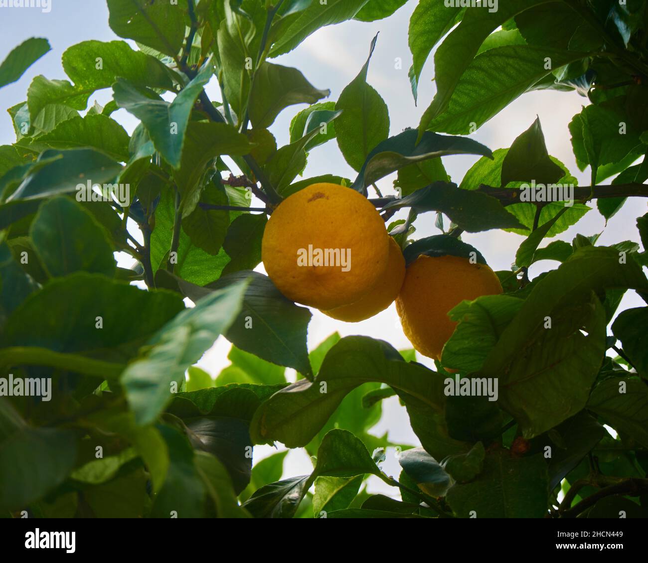 Oranges mûres accrochées entre les feuilles de l'arbre orange Banque D'Images