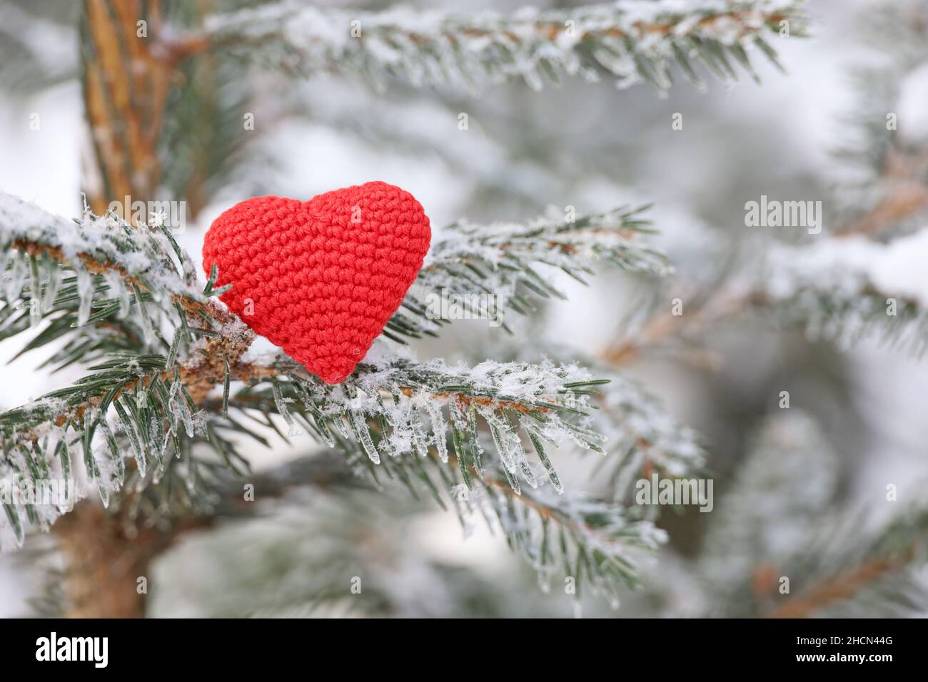 Coeur d'amour tricoté rouge sur branches de sapin couvertes de neige et de gel.Toile de fond pour la fête du nouvel an ou la Saint-Valentin Banque D'Images