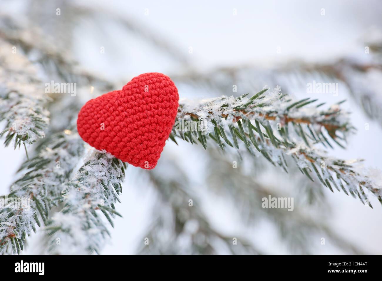 Coeur d'amour tricoté rouge sur branches de sapin couvertes de neige et de gel.Toile de fond pour la fête du nouvel an ou la Saint-Valentin Banque D'Images