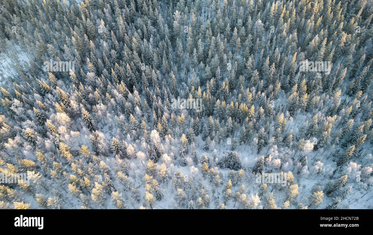 Vue aérienne de la forêt d'hiver couverte de neige. Photographie de drone - image panoramique magnifiques arbres givré, noël, Bonne Année. Banque D'Images