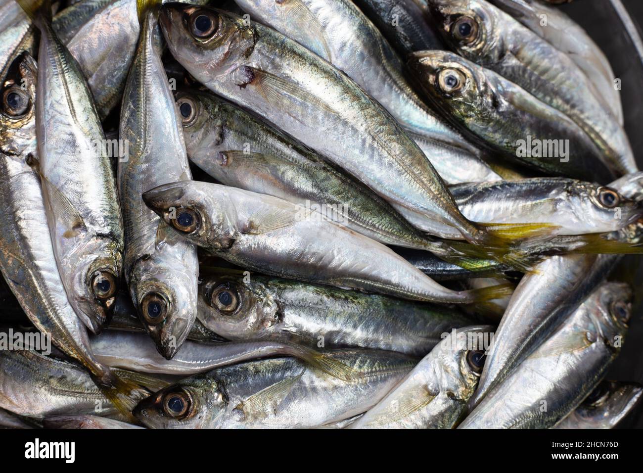 vue sur le dessus du maquereau. poissons brillants en gros plan Banque D'Images