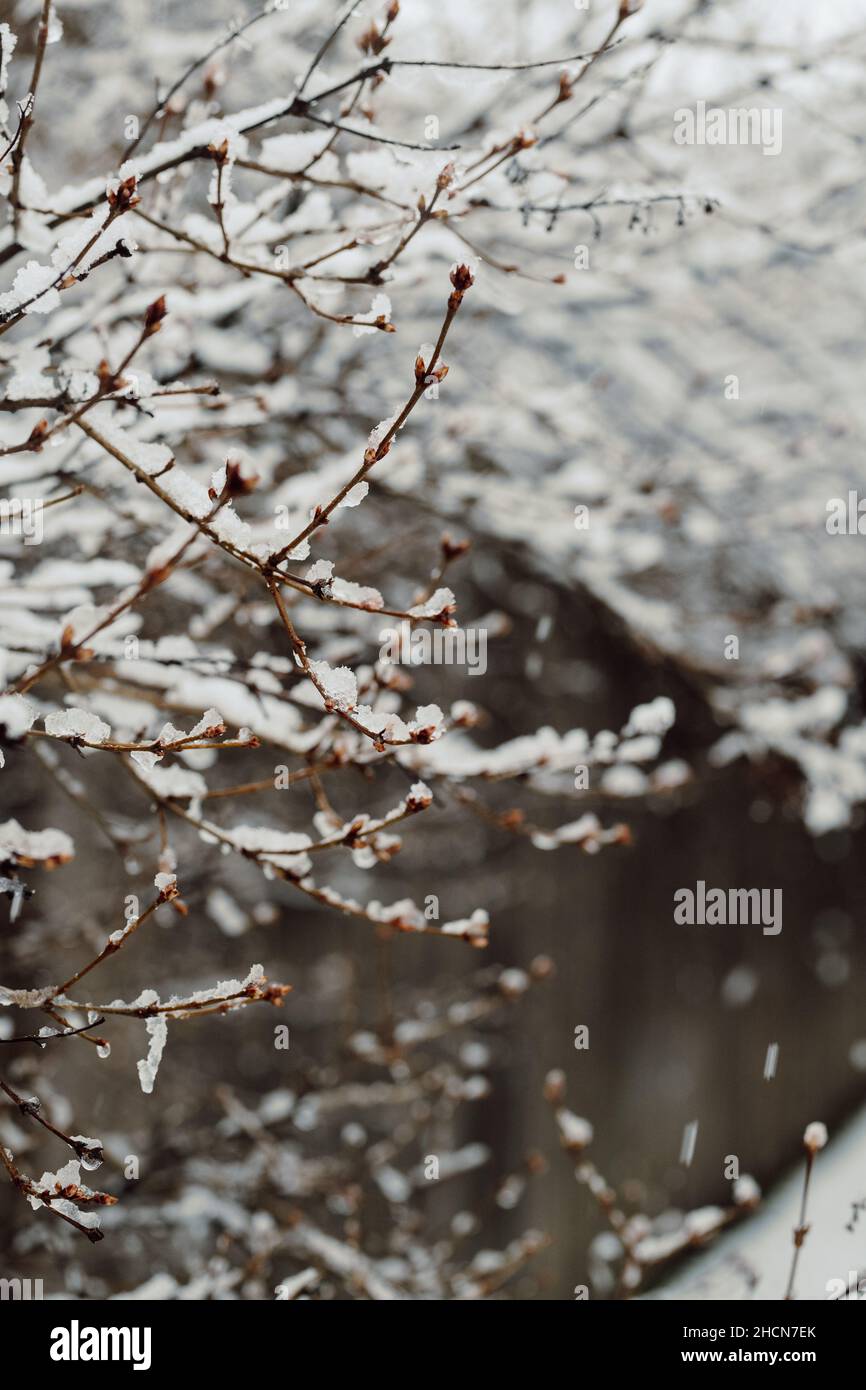 Branches et clôture d'arbres gelés pendant la tempête de neige avec espace de copie vertical Banque D'Images