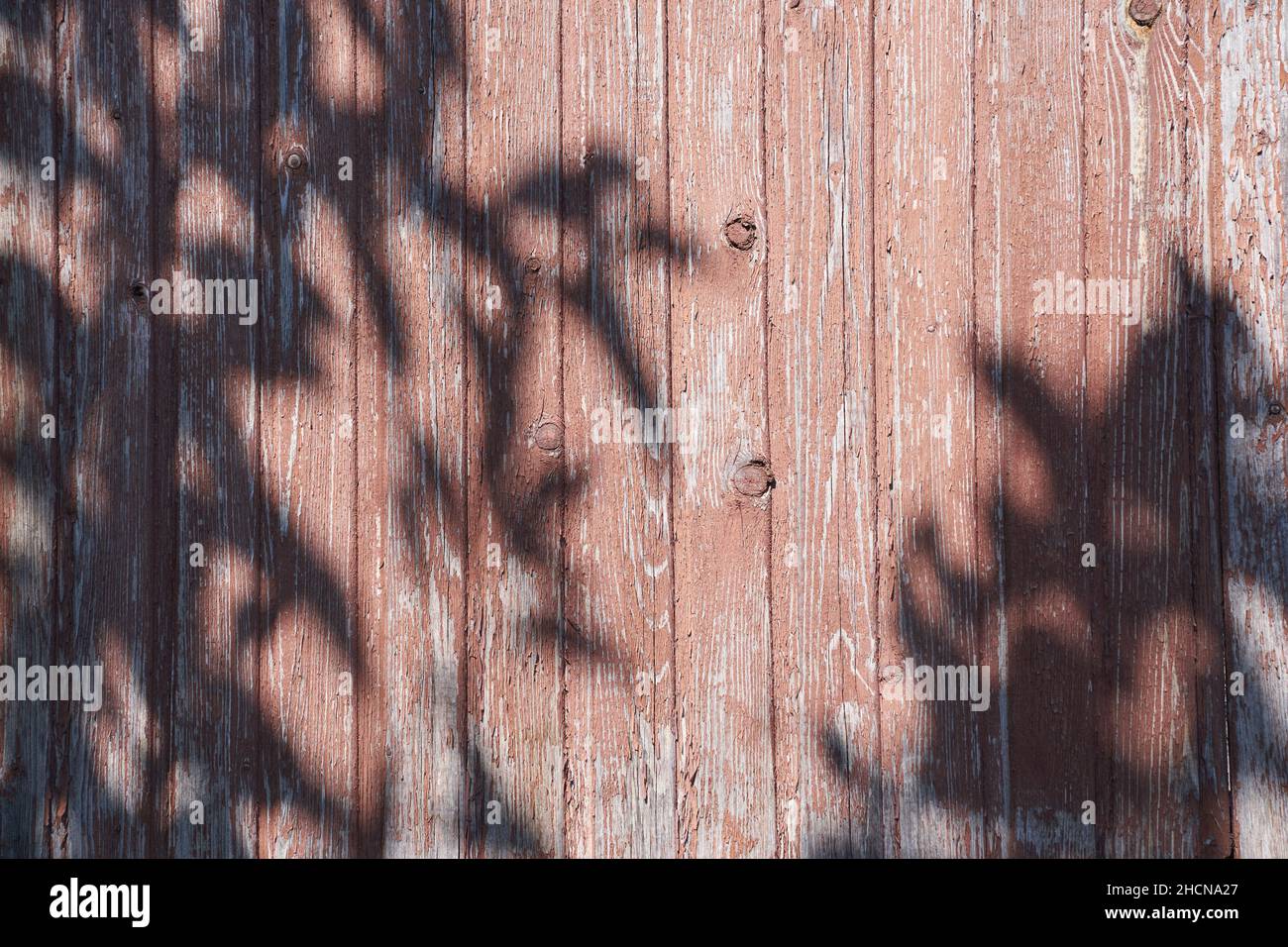 L'ombre sombre des feuilles sur une clôture en bois.Fond en bois neutre, concept nature.Espace pour le texte.Photo de haute qualité Banque D'Images