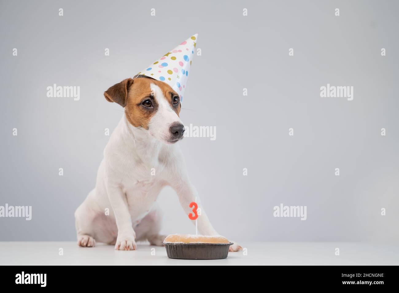 Jack russell terrier dans une casquette de fête par une tarte avec une  bougie sur un fond blanc. Le chien fête son troisième anniversaire Photo  Stock - Alamy