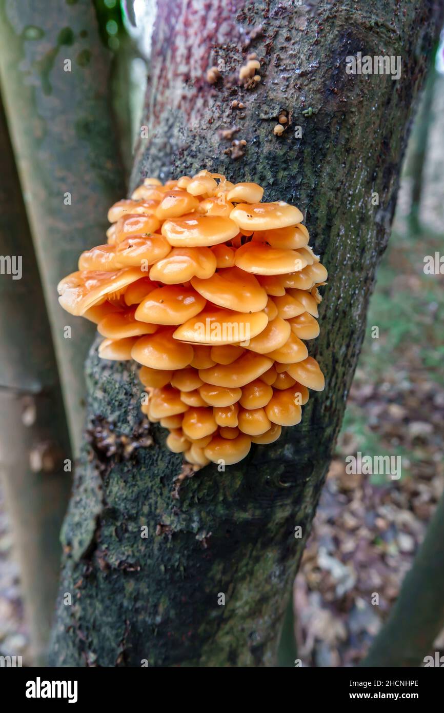 Une troupe à plusieurs niveaux de champignons de la tige de Velvet (Flammulina velutipes) poussant sur le côté d'un arbre de l'Alder commun (Alnus glutinosa) Banque D'Images