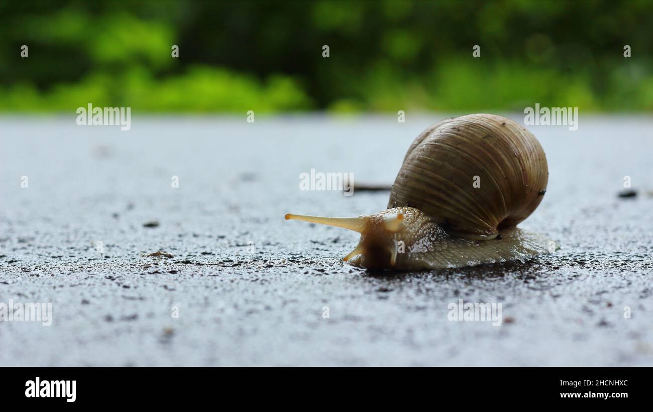 Escargot solitaire sur le sol lors d'une journée de pluie Banque D'Images
