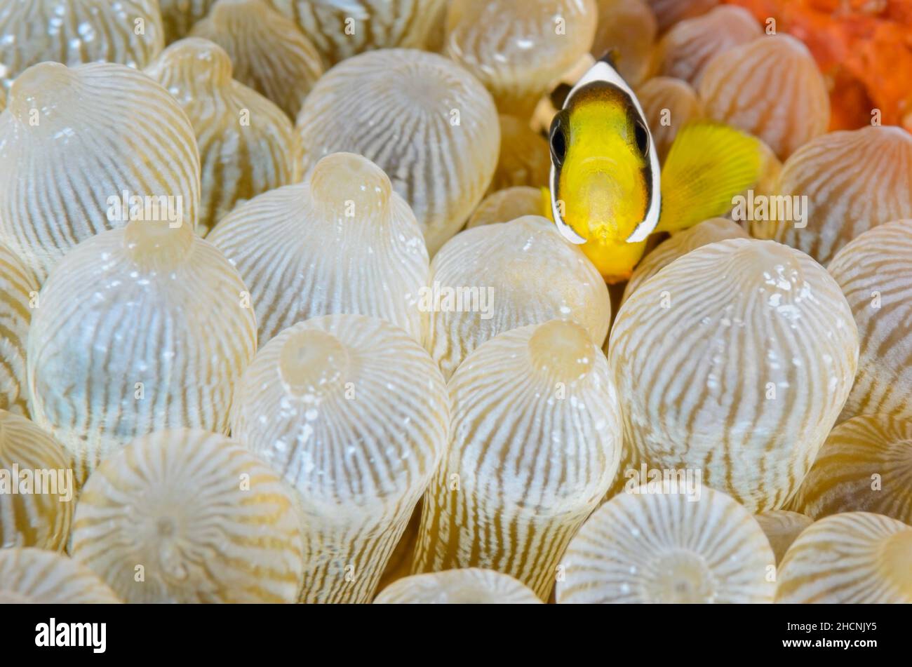 Anemoncorégone de Clark juvénile, Amphiprion clarkii, Alor, Nusa Tenggara, Indonésie,Pacifique Banque D'Images