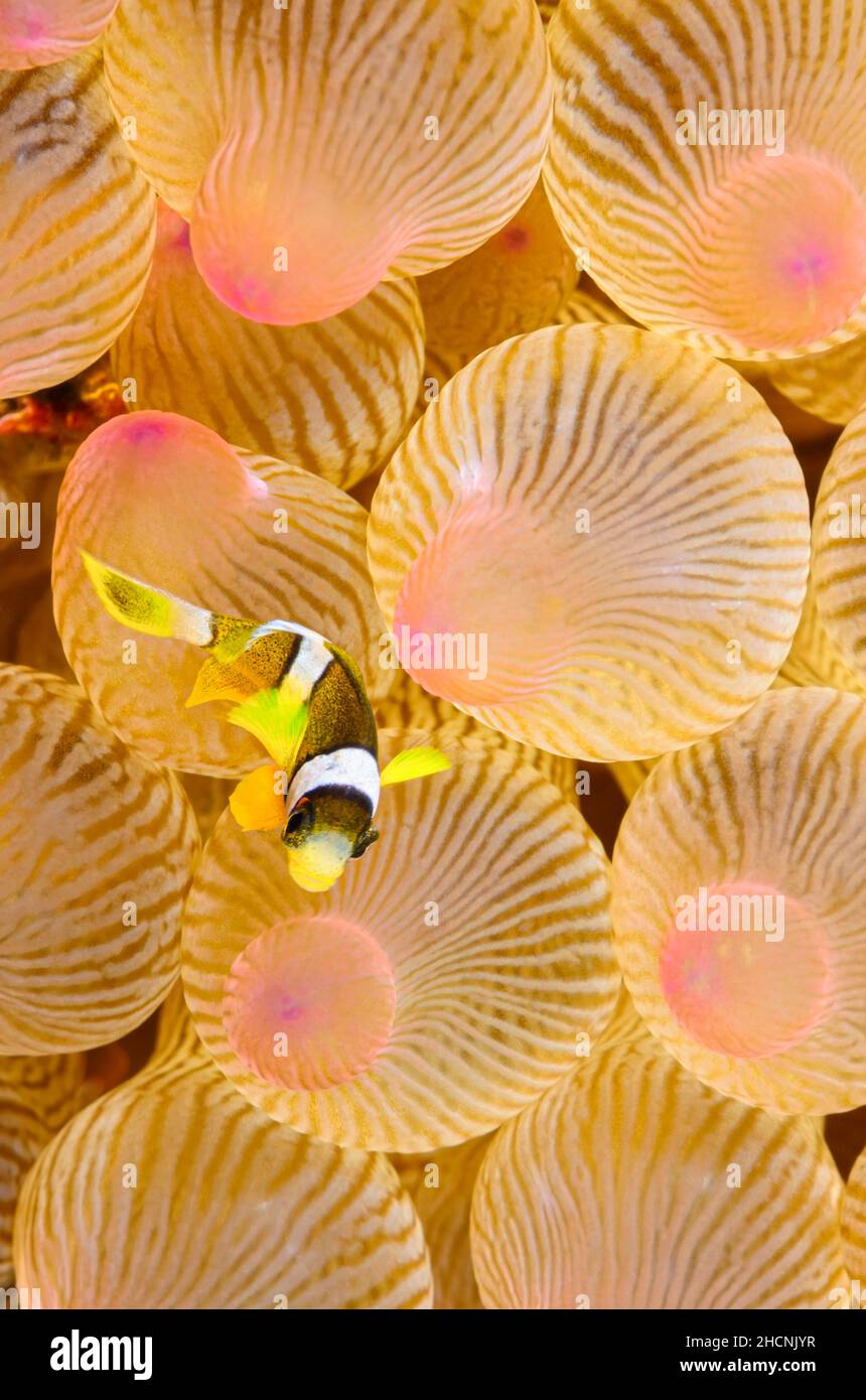 Anemoncorégone de Clark juvénile, Amphiprion clarkii, Alor, Nusa Tenggara, Indonésie,Pacifique Banque D'Images