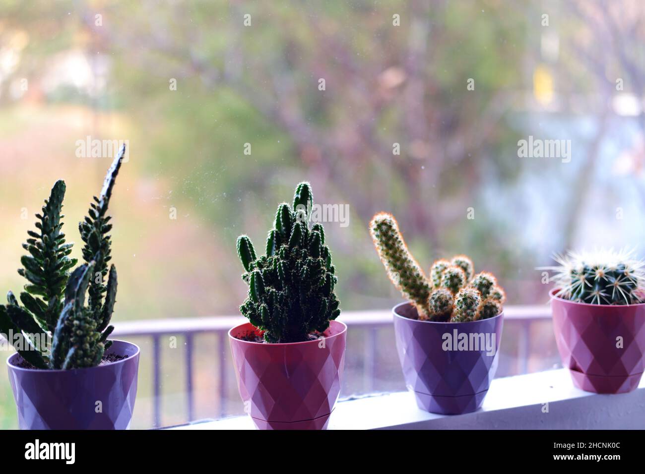 Cactus, haworthia et autres petites plantes de maison en ligne bookeh Banque D'Images