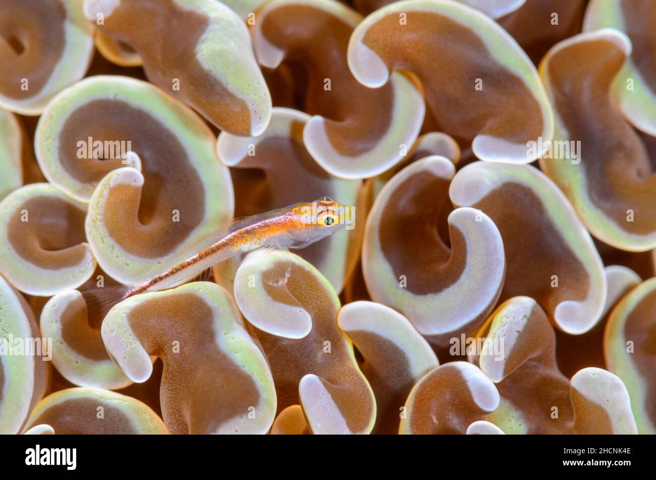 Ghostgoby de StonyCoral, Pleurosicya micheli, sur le corail d'ancre, Fimbriaphyllia ancora, Alor,Nusa Tenggara, Indonésie, Pacifique Banque D'Images