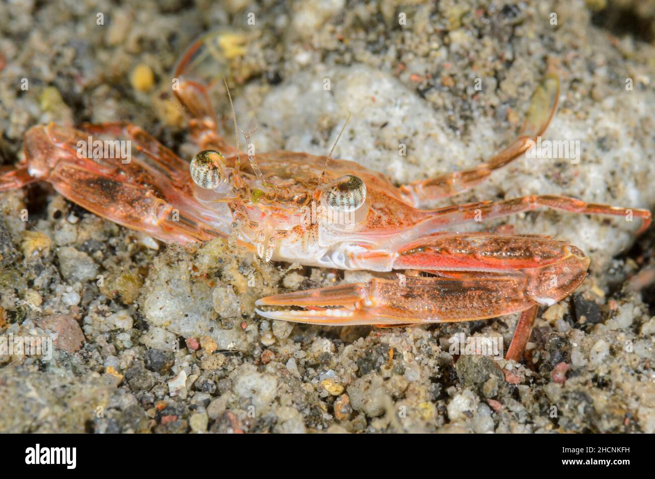 Crabe nageur, Portunus sp., Alor, Nusa Tenggara, Indonésie,Pacifique Banque D'Images