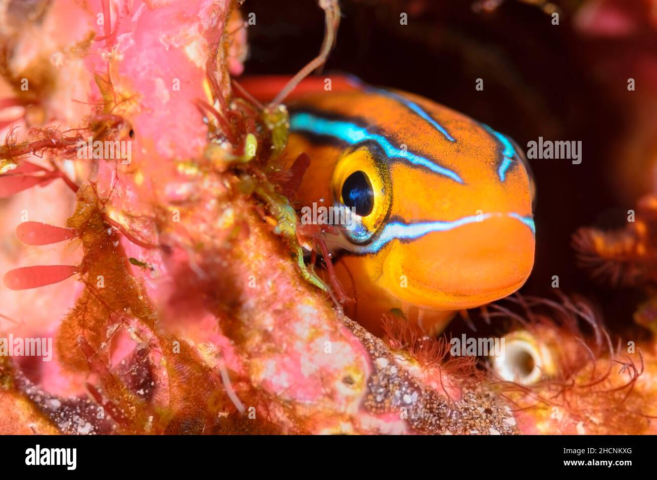 Fangblenny à rayures bleues, Plagiotremus rhinorhynchos, Alor, Nusa Tenggara, Indonésie,Pacifique Banque D'Images